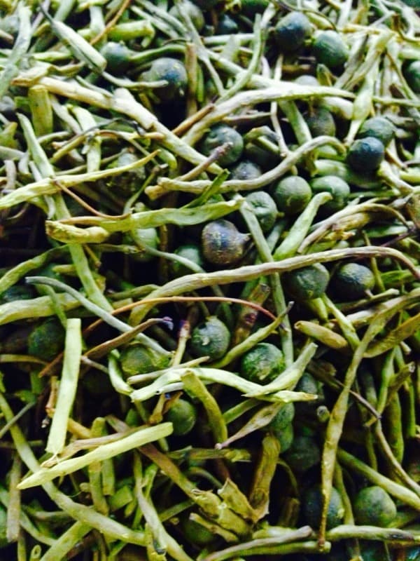 Ker — The Berry That Only the Thar Desert Can Grow